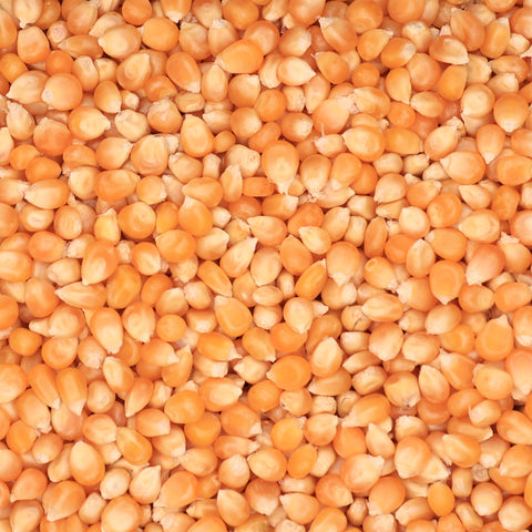 Close-up van gedroogde maïskorrels – ronde gele korrels met glanzende schil